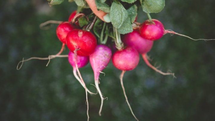 Plant-based dining