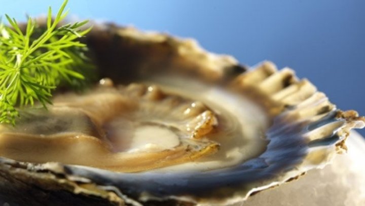 Zeeuwse oesters