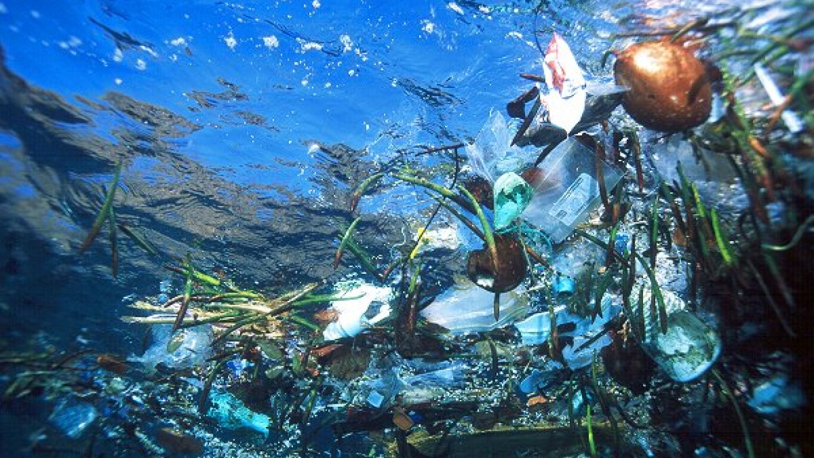 voor Destructief Reusachtig Plastic uit de Oceaan