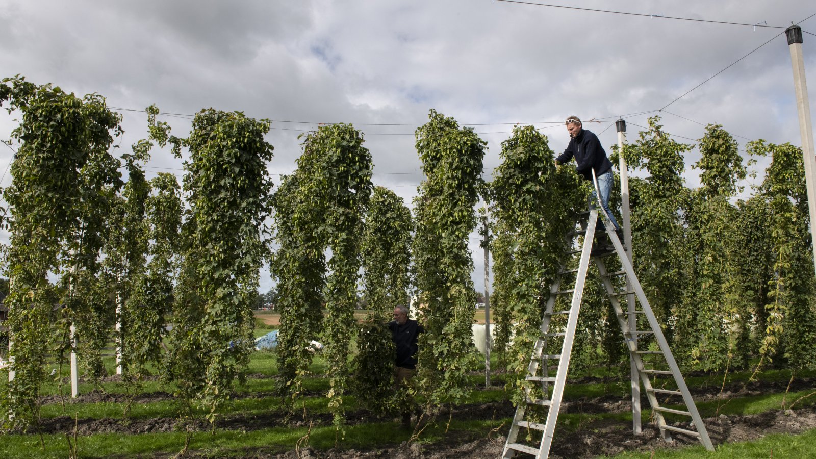 Het groene goud