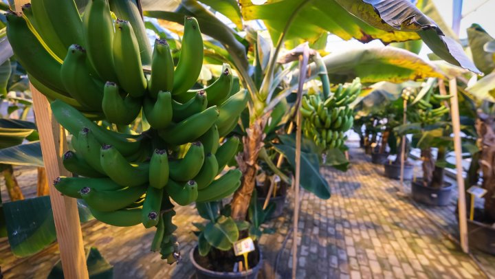 Bananen uit Nederland bieden een oplossing voor de pandemie