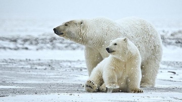 IJsberen redden met een call-to-action