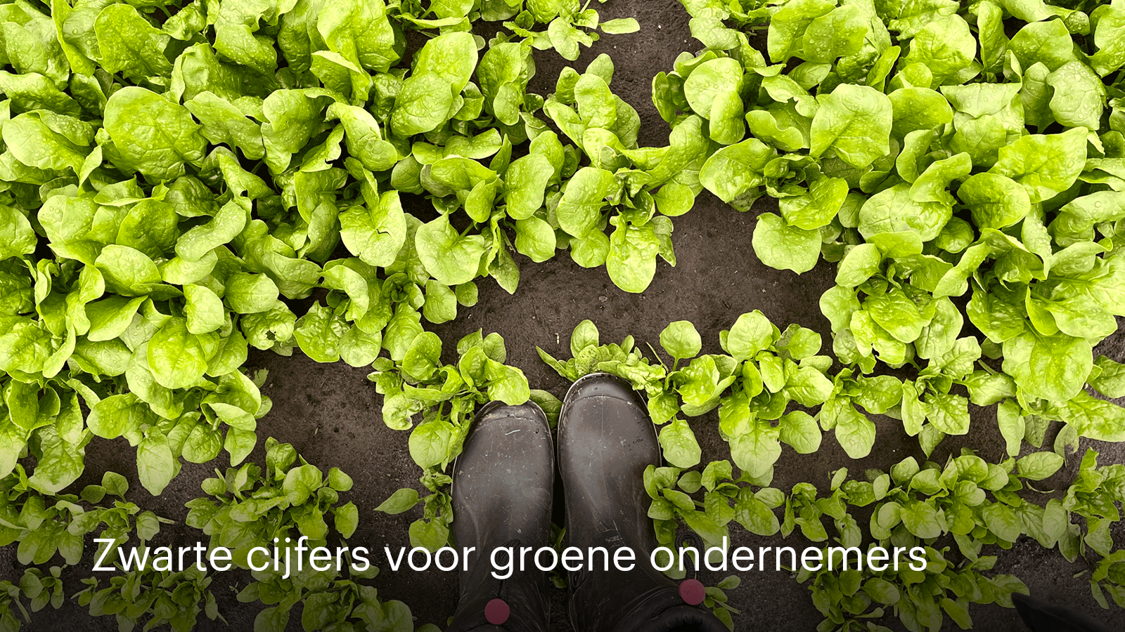 Cover zwarte cijfers groene ondernemers