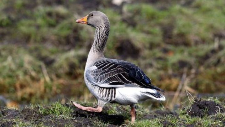 De wilde gans