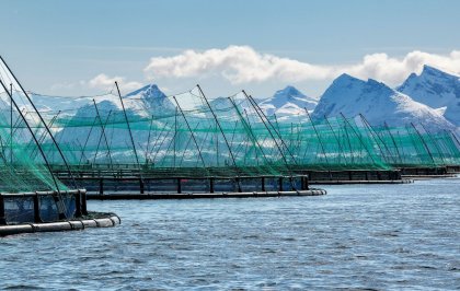 A revolution in farmed salmon, thanks to a more sustainable and healthier fish feed