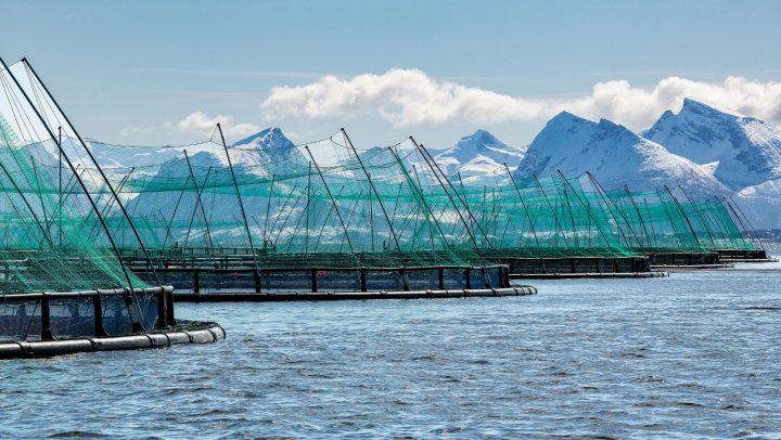 A revolution in farmed salmon, thanks to a more sustainable and healthier fish feed