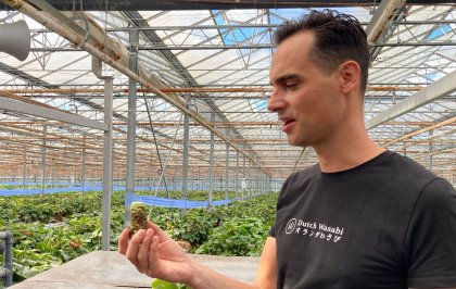 Van IT-consultant naar wasabi teler in Nederlandse kas