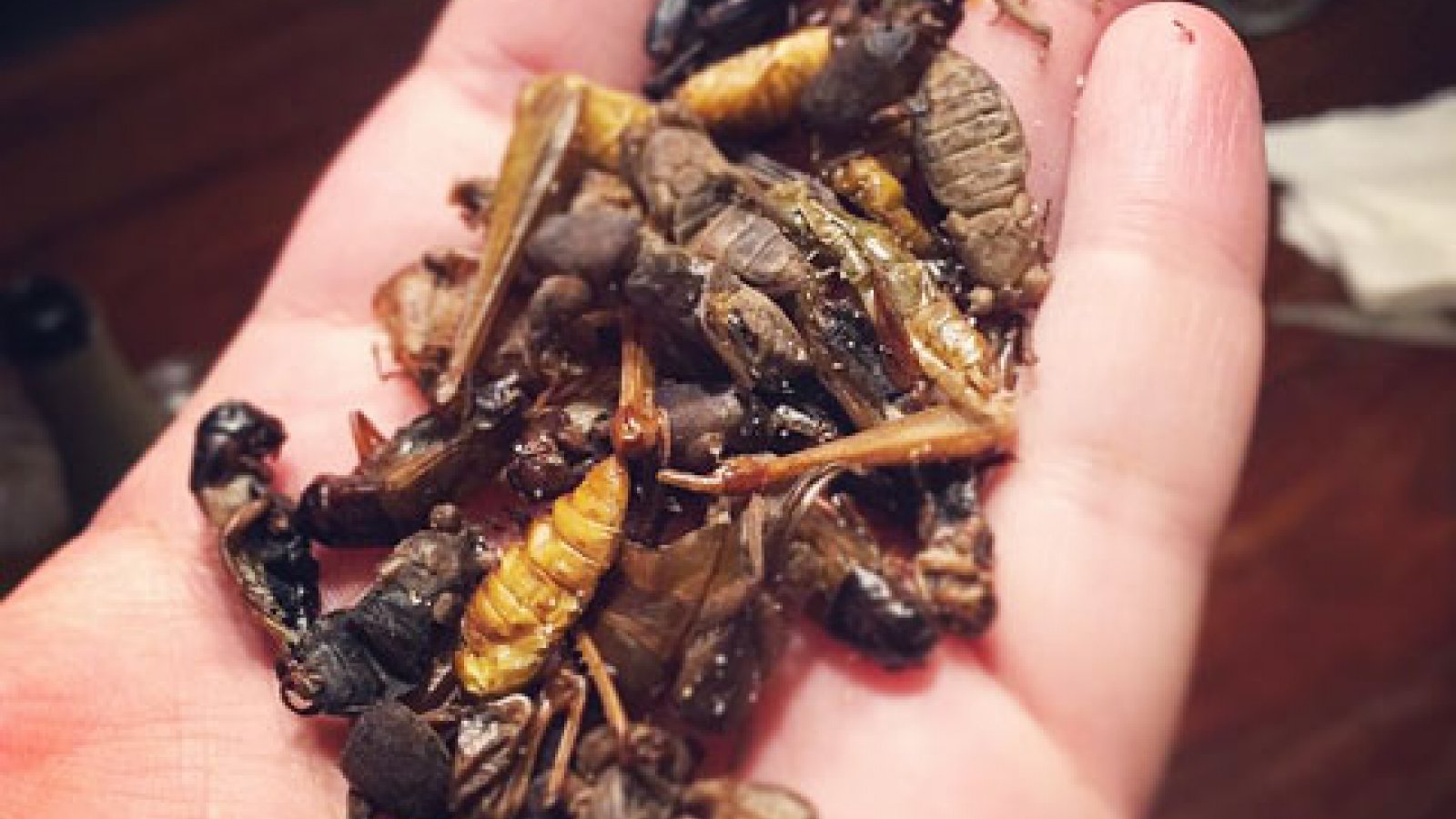 Blog: Wie durft insecten te eten?