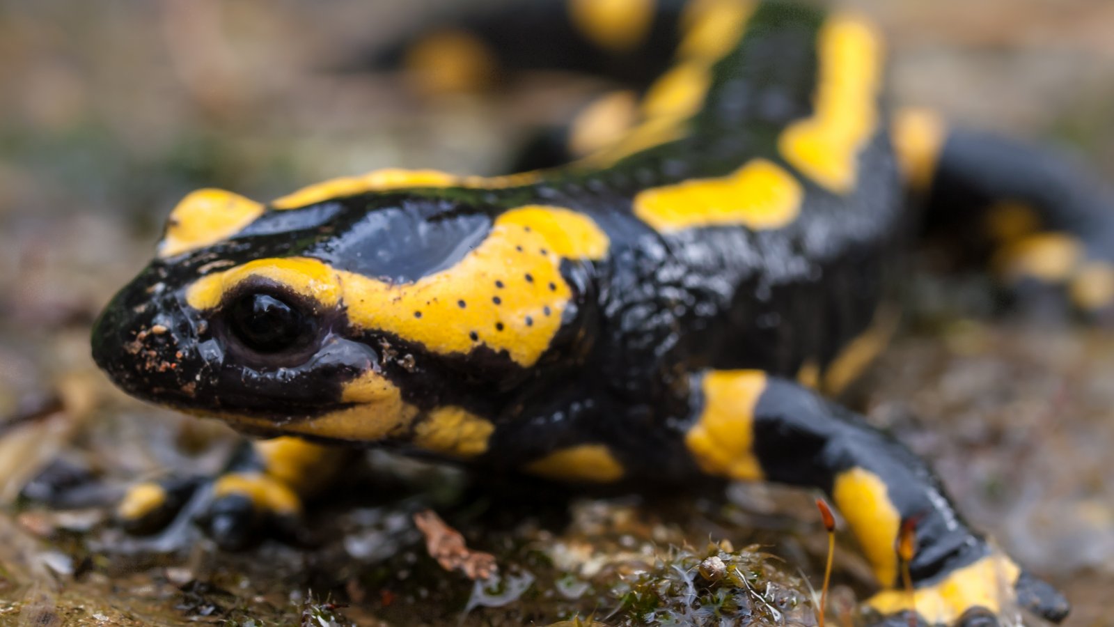 Huur een salamander