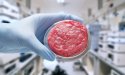 Kweekvlees: slim alternatief voor de bio-industrie of spelen we voor God?