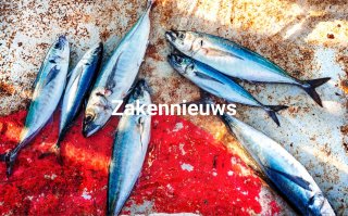 Atlantische makreel verdwijnt uit de schappen vanwege overbevissing