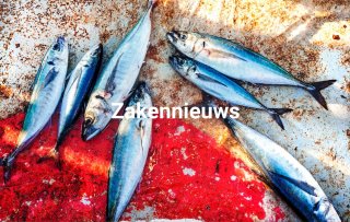 Atlantische makreel verdwijnt uit de schappen vanwege overbevissing