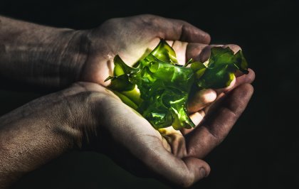 10 internationale zeewier ondernemers
