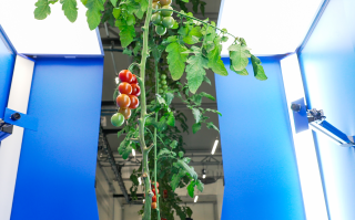 Deze tech-innovatie houdt tomaten betaalbaar 