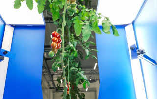 Deze tech-innovatie houdt tomaten betaalbaar 