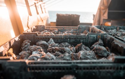 Op bezoek bij twee kweekbedrijven in Zeeland: Seafarm en de Oesterij