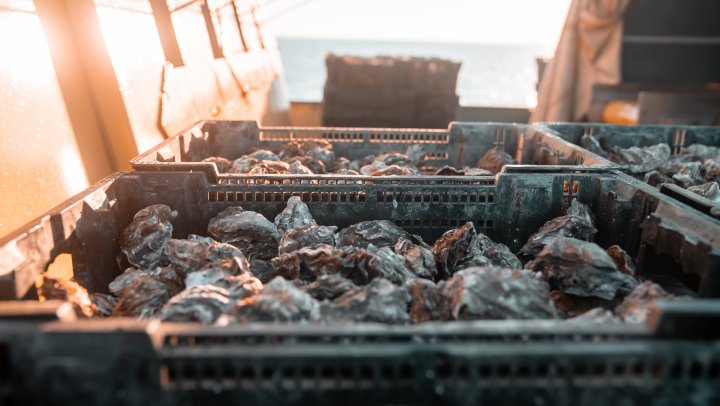 Op bezoek bij twee kweekbedrijven in Zeeland: Seafarm en de Oesterij