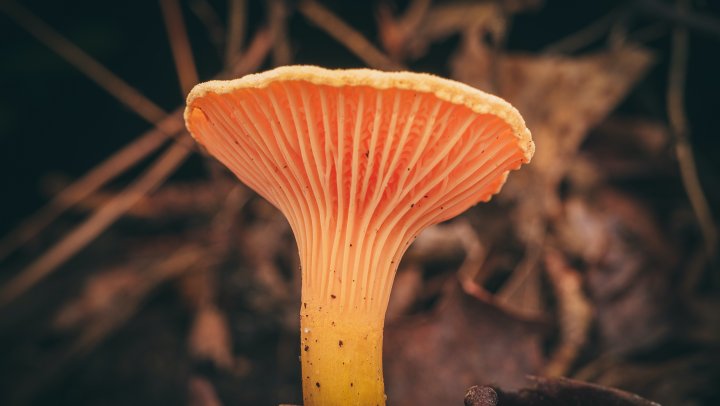 Paddenstoelen als medicijn voor planeet en mens