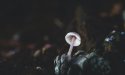 Can fungi help save our planet?