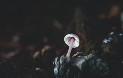 Can fungi help save our planet?