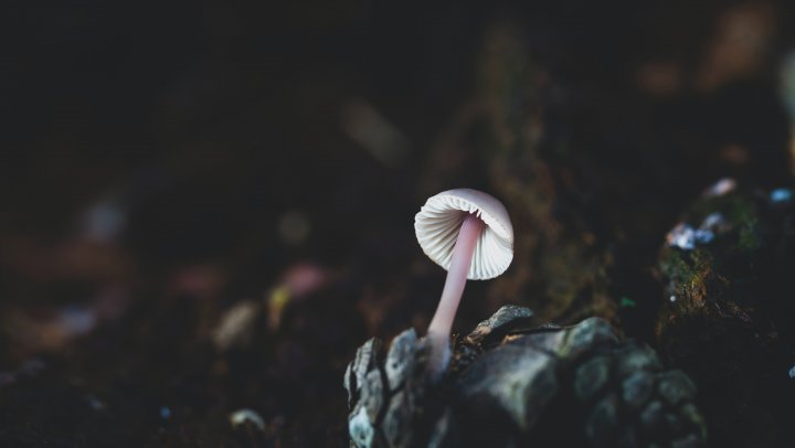 Can fungi help save our planet?