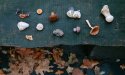 Wildplukken in de herfst: van boleten en elfenbankjes tot smakelijke melkzwam