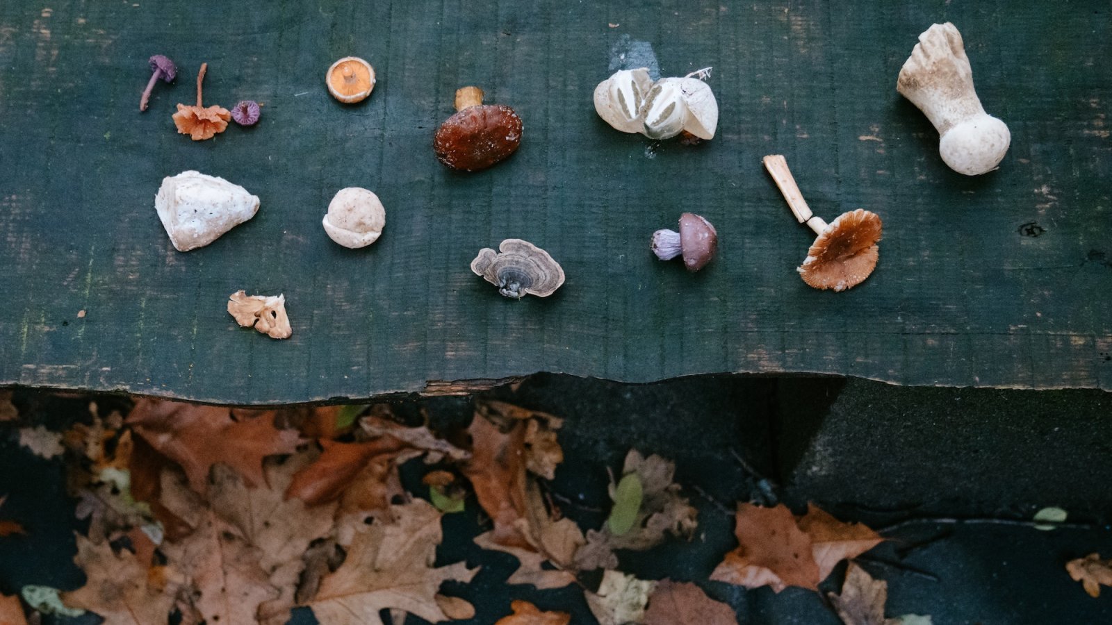 Herfstwildpluk paddenstoelen