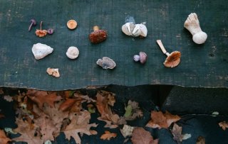 Wildplukken in de herfst: van boleten en elfenbankjes tot smakelijke melkzwam