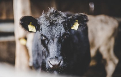 Liegebeest 2022 voor zuivelcampagne van jonge melkveehouders