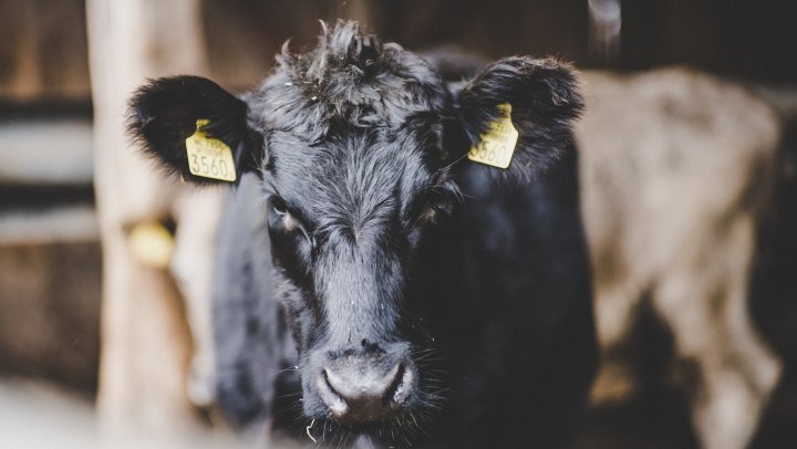 Liegebeest 2022 voor zuivelcampagne van jonge melkveehouders