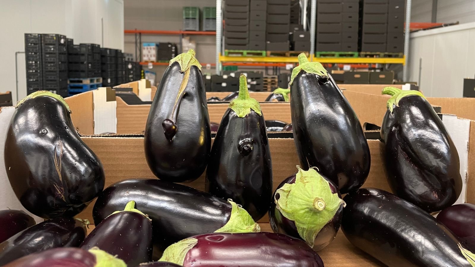 Instock market aubergine