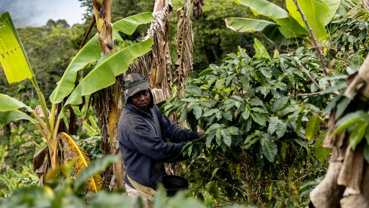 340% loonsverhoging voor koffieboeren in de Dominicaanse Republiek 