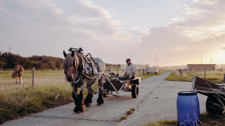 Een dag uit het leven van de paardenvissers uit Koksijde