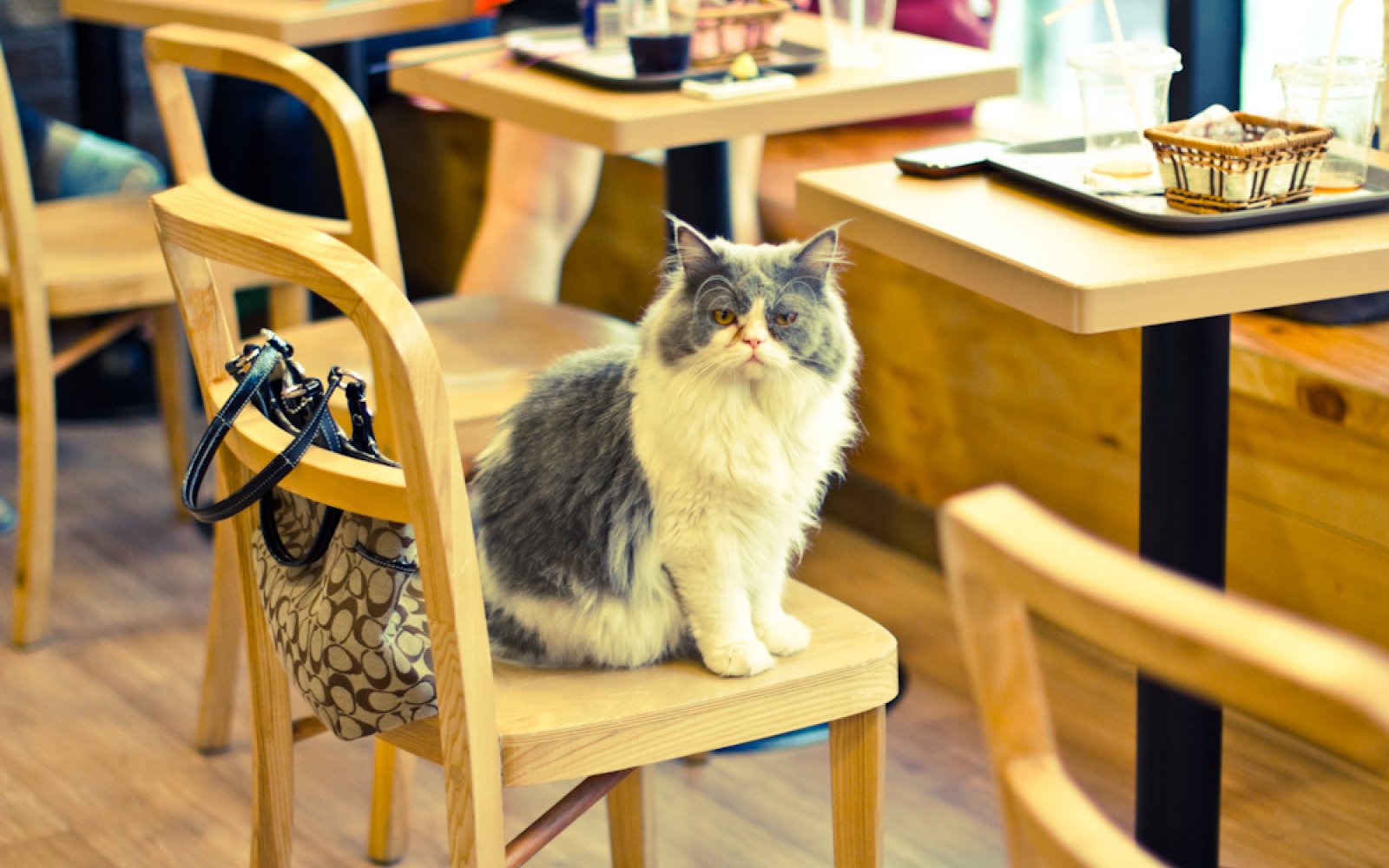 кафе для посетителей с кошками