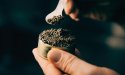 Viral trends: van matcha in blik tot kaviaar bumps