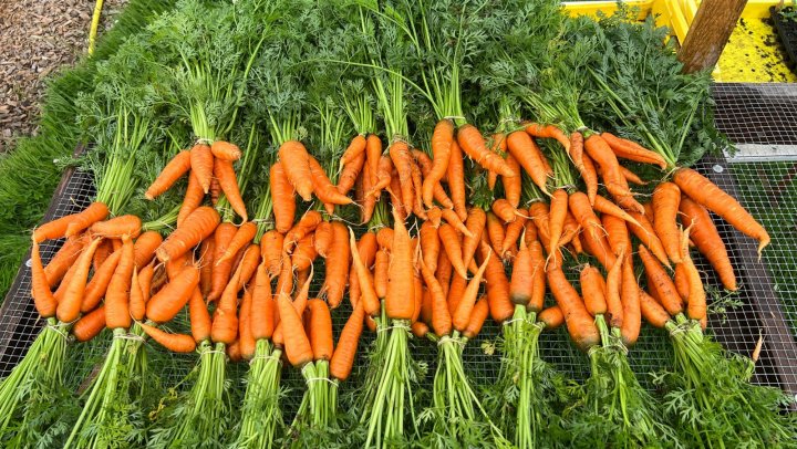 Waar laat je kromme wortels in een rechtlijnig systeem?