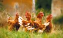 Label Rouge: rustieke boerkippenrassen met respect voor dierenwelzijn