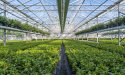Thee uit Nederland? Die groeit gewoon in Noord-Brabant