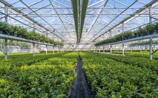 Thee uit Nederland? Die groeit gewoon in Noord-Brabant