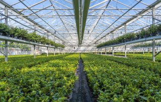 Thee uit Nederland? Die groeit gewoon in Noord-Brabant