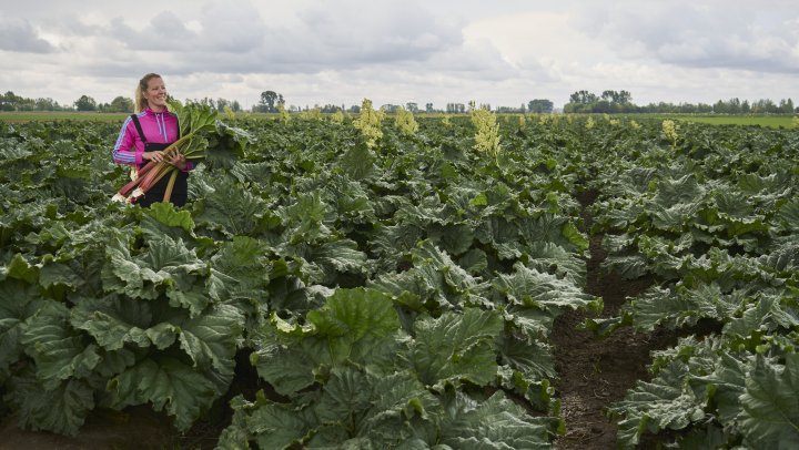 De paradox van werken met lokale producenten