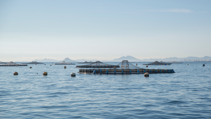 Regenerative ocean farming