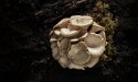 De veelzijdige paddenstoel: van zoutvervanger naar hoofdrolspeler in hybride producten