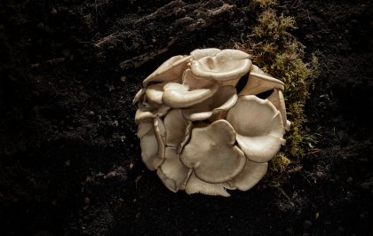 De veelzijdige paddenstoel: van zoutvervanger naar hoofdrolspeler in hybride producten