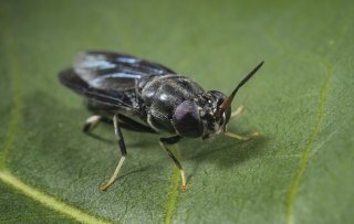 Over 3 jaar eten we allemaal insecten