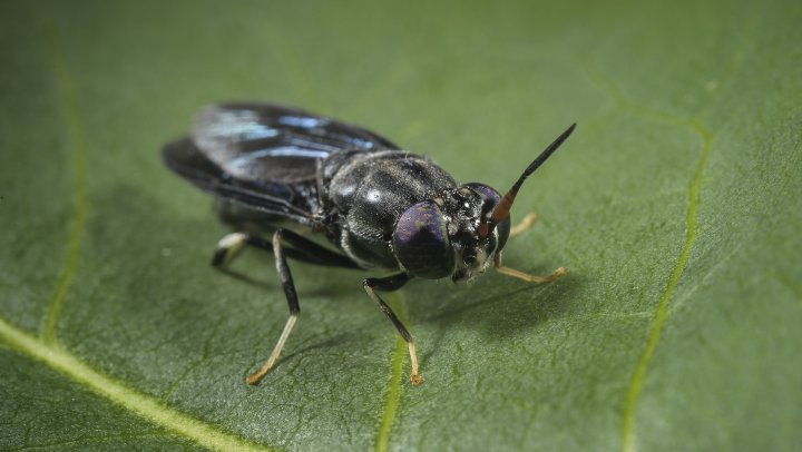 Over 3 jaar eten we allemaal insecten