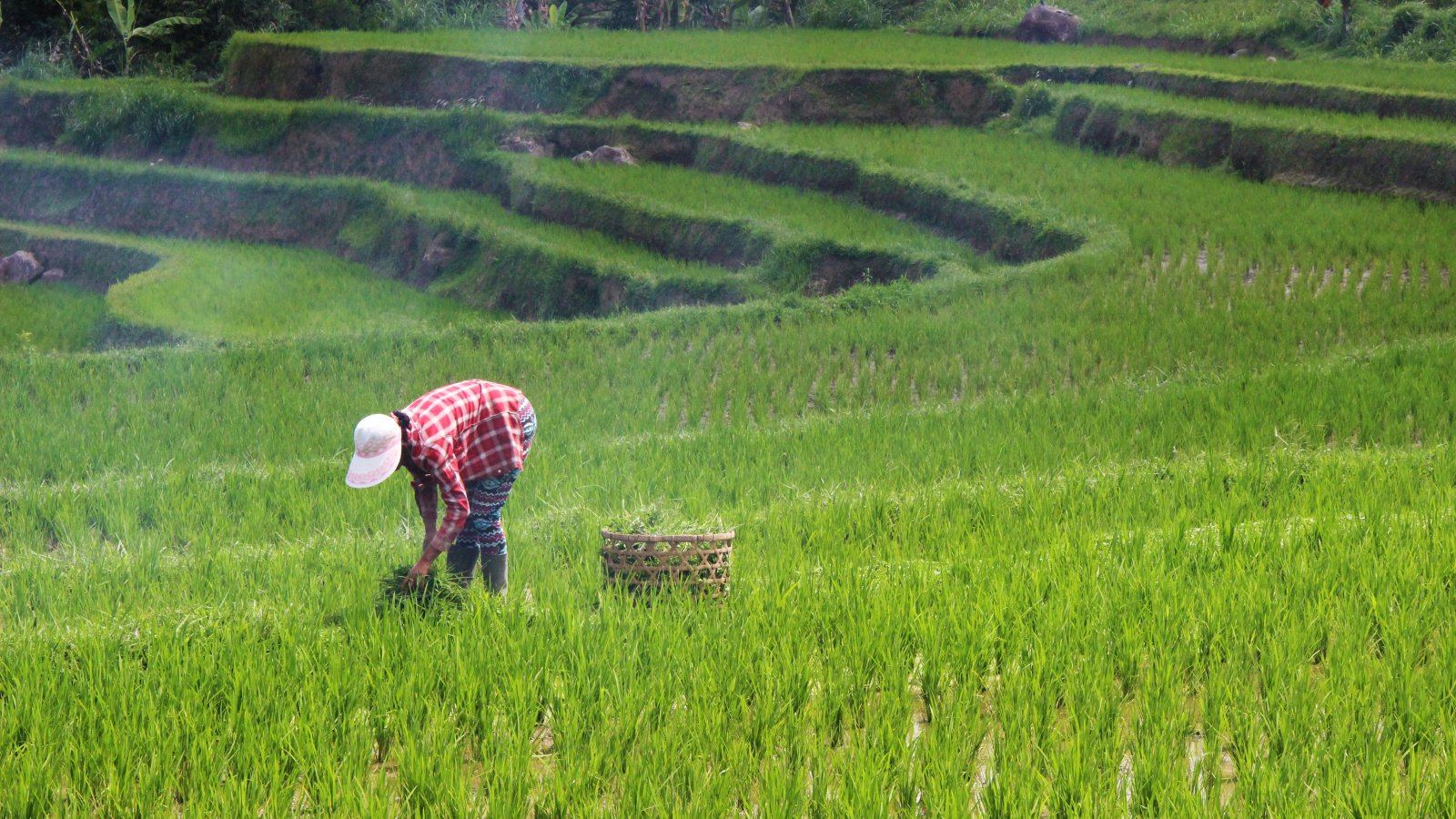 Rice field