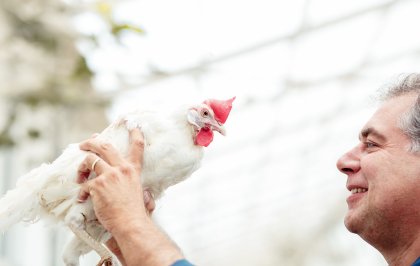 Kipster: A happy chicken lays climate neutral eggs