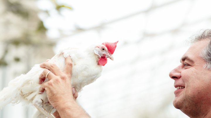 Bij Kipster leggen tevreden kippen klimaatneutrale eieren
