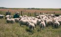 Op schapeneiland Texel is het lamsseizoen aan